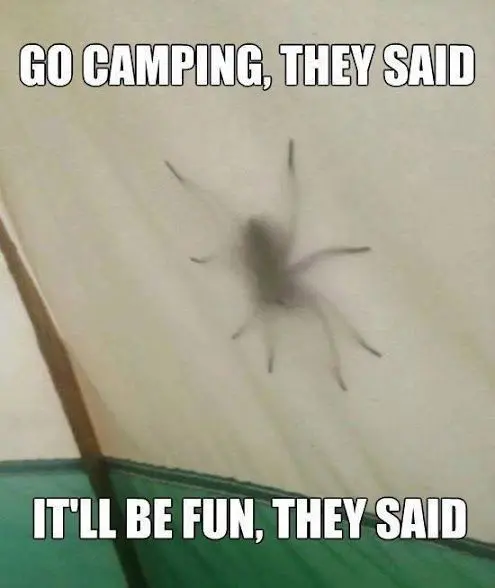 Enormous spider visibly crawling on the outside of the tent.