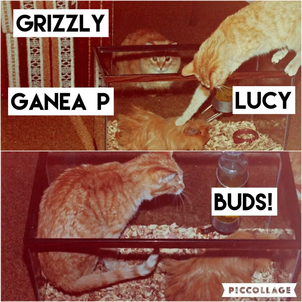 Lucy is balancing on the edge of the aquarium, our guinea pig's home, while reaching down to pet him. Grizzly is wide-eyed, seeing how things are going to go.