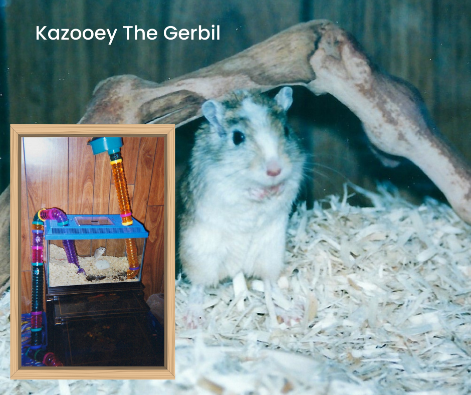 Close-up pose by Kazooey and a smaller photo of his fun condo with a lookout at the top so he could get plenty of exercise.