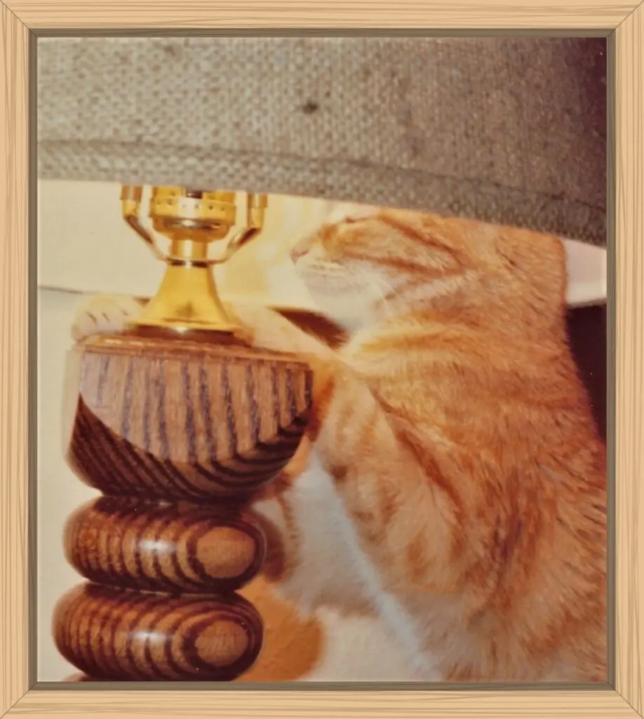 Lucy is as close to the light bulb in the lamp as she can get. She is standing under the lampshade and using her front paws to balance.