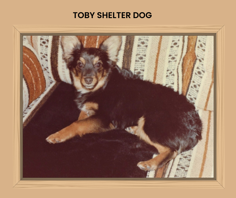 Toby looked as cute as can be on his blanket that was on our couch.