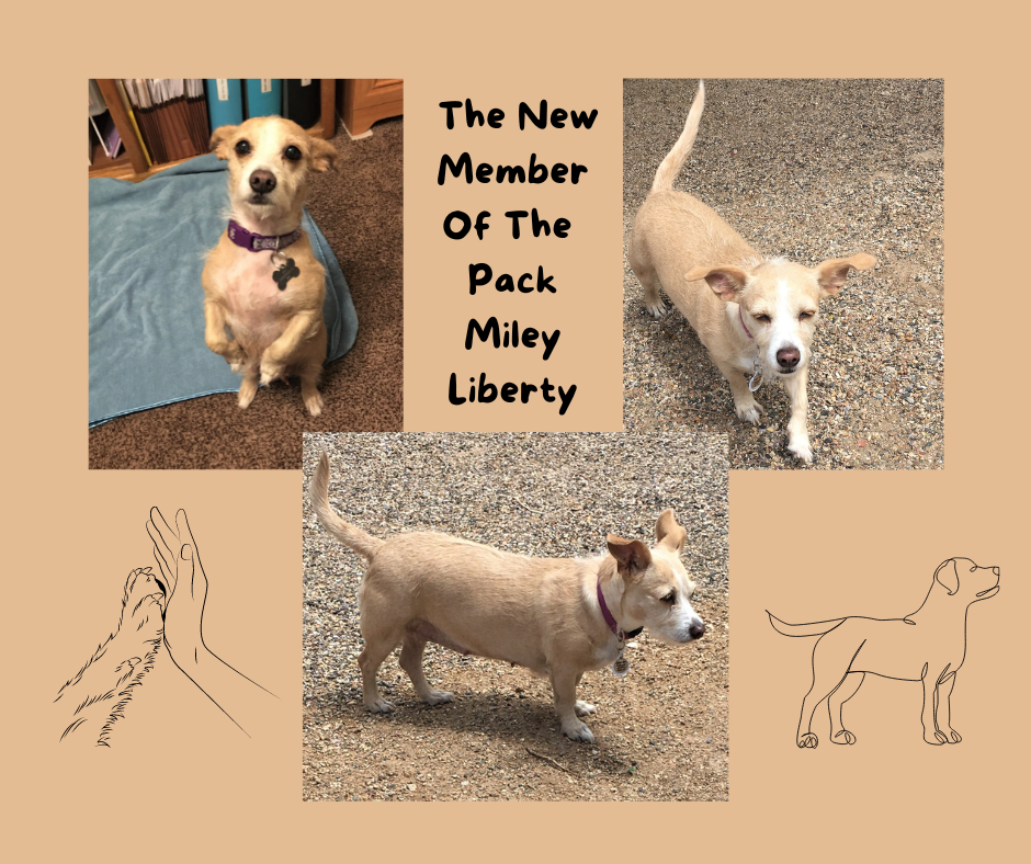 Three Miley photo-ops while she is standing up using her back legs only, running, and a side profile.