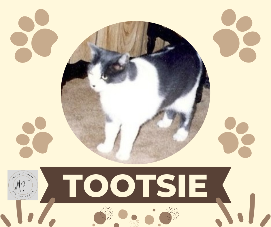 Tootsie is patches of black, white, and shades of gray fur in some places.