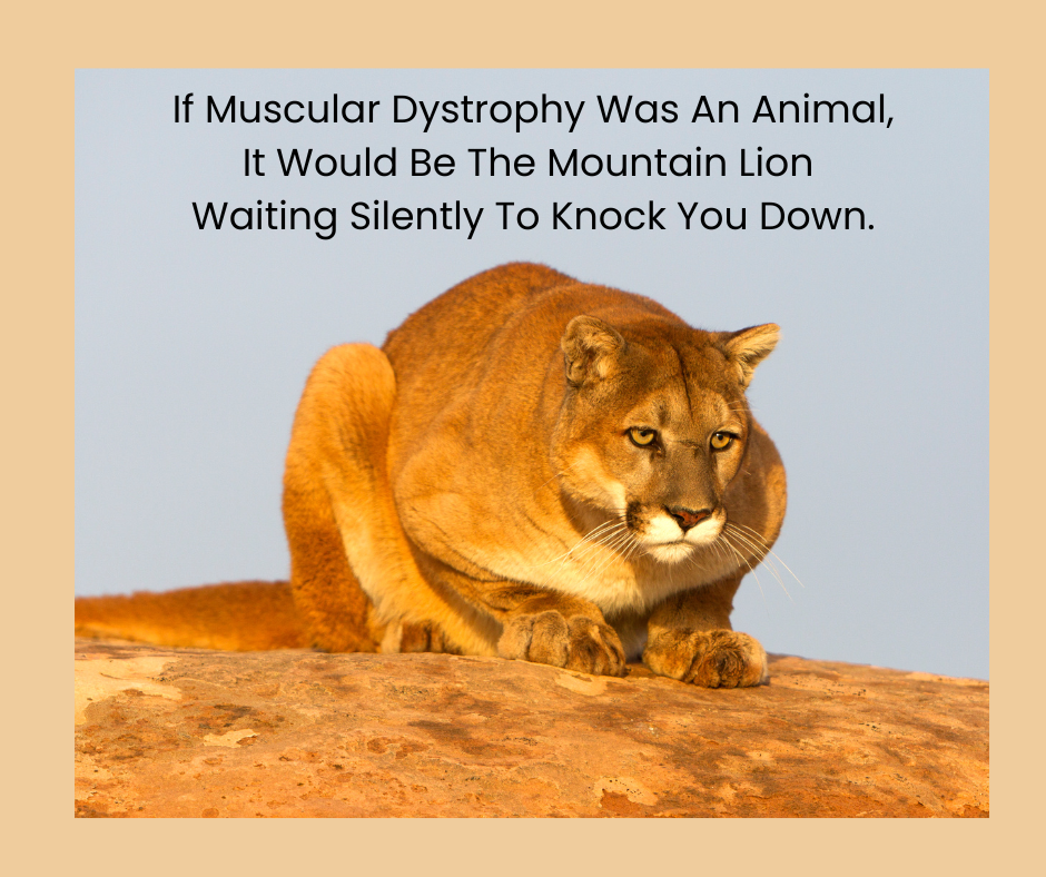 Photo of an intense mountain lion crouched down just before pouncing on its prey.