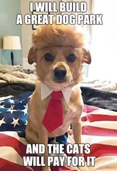 For those readers who have a sense of humor. The most adorable small dog dressed in a red tie and white collar along with the Trump hairstyle.
